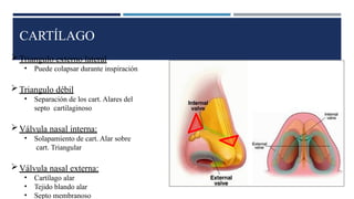 CARTÍLAGO
Triangulo externo lateral
• Puede colapsar durante inspiración
Triangulo débil
• Separación de los cart. Alares del
septo cartilaginoso
Válvula nasal interna:
• Solapamiento de cart. Alar sobre
cart. Triangular
Válvula nasal externa:
• Cartílago alar
• Tejido blando alar
• Septo membranoso
 