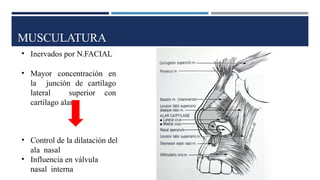 MUSCULATURA
• Inervados por N.FACIAL
• Mayor concentración en
la junción de cartílago
lateral superior con
cartílago alar
• Control de la dilatación del
ala nasal
• Influencia en válvula
nasal interna
 