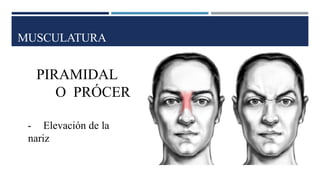 MUSCULATURA
PIRAMIDAL
O PRÓCER
- Elevación de la
nariz
 