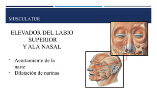 MUSCULATUR
A
ELEVADOR DEL LABIO
SUPERIOR
Y ALA NASAL
- Acortamiento de la
nariz
- Dilatación de narinas
 