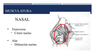 MUSCULATURA
NASAL
• Transversa
- Cierre narina
• Alar
- Dilatación narina
 