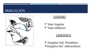 IRRIGACIÓN
VENOSO
 Vena Angular
 Vena oftálmica
LINFATICO
 Ganglios linf. Parotídeos
Ganglios linf. submaxilares
 