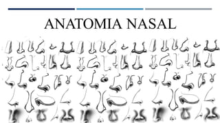 ANATOMIA NASAL
 