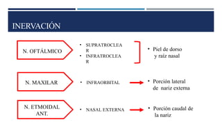 INERVACIÓN
• SUPRATROCLEA
R
• INFRATROCLEA
R
N. OFTÁLMICO • Piel de dorso
y raíz nasal
N. MAXILAR
N. O
N. ETMOIDAL
ANT.
• INFRAORBITAL
• NASAL EXTERNA • Porción caudal de
la nariz
• Porción lateral
de nariz externa
 