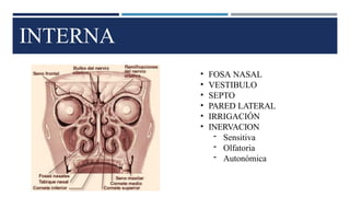 INTERNA
• FOSA NASAL
• VESTIBULO
• SEPTO
• PARED LATERAL
• IRRIGACIÓN
• INERVACION
- Sensitiva
- Olfatoria
- Autonómica
 