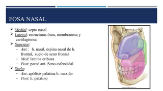 FOSA NASAL
 Medial: septo nasal
 Lateral: estructuras ósea, membranosa y
cartilaginosa
 Superior:
- Ant.: h. nasal, espina nasal de h.
frontal, suelo de seno frontal
- Med: lamina cribosa
- Post: pared ant. Seno esfenoidal
 Suelo:
- Ant: apófisis palatina h. maxilar
- Post: h. palatino
 