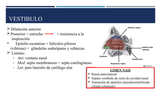 VESTIBULO
Dilatación anterior
Posterior + estrecha
inspiración
> resistencia a la
 Epitelio escamoso + folículos pilosos
(vibrisas) + glándulas sudoríparas y sebáceas
 Limites:
- Ant: ventana nasal
- Med: septo membranoso + septo cartilaginoso
- Lat: pars lateralis de cartílago alar
LIMEN NASI
 Pared anterolateral
 Separa vestíbulo de resto de cavidad nasal
 Transición de epitelios (pseudoestratificada
ciliada columnar)
 