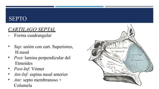 SEPTO
CARTILAGO SEPTAL
- Forma cuadrangular
• Sup: unión con cart. Superiores,
H.nasal
• Post: lamina perpendicular del
Etmoides
• Post-Inf: Vómer
• Ant-Inf: espina nasal anterior
• Ant: septo membranoso +
Columela
 