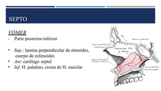 SEPTO
VÓMER
- Parte posterior-inferior
• Sup.: lamina perpendicular de etmoides,
cuerpo de esfenoides
• Ant: cartílago septal
• Inf: H. palatino, cresta de H. maxilar
 