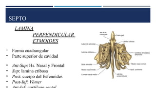 SEPTO
LAMINA
PERPENDICULAR
ETMOIDES
- Forma cuadrangular
- Parte superior de cavidad
• Ant-Sup: Hs. Nasal y Frontal
• Sup: lamina cribosa
• Post: cuerpo del Esfenoides
• Post-Inf: Vómer
 