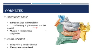 CORNETES
 CORNETE INFERIOR:
- Estructura ósea independiente
- + elevado y + grueso en su porción
medial
- Mucosa + vascularizada +
congestión
 MEATO INFERIOR:
- Entre suelo y cornete inferior
- Conducto nasolacrimal
 