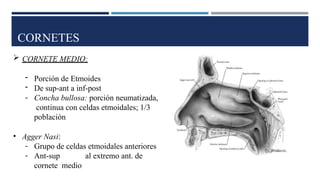 CORNETES
 CORNETE MEDIO:
- Porción de Etmoides
- De sup-ant a inf-post
- Concha bullosa: porción neumatizada,
continua con celdas etmoidales; 1/3
población
• Agger Nasi:
- Grupo de celdas etmoidales anteriores
- Ant-sup al extremo ant. de
cornete medio
 