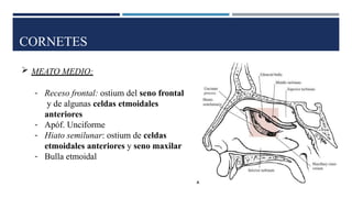 CORNETES
 MEATO MEDIO:
- Receso frontal: ostium del seno frontal
y de algunas celdas etmoidales
anteriores
- Apóf. Unciforme
- Hiato semilunar: ostium de celdas
etmoidales anteriores y seno maxilar
- Bulla etmoidal
 