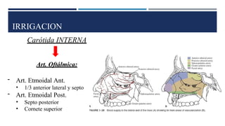 IRRIGACION
Carótida INTERNA
Art. Oftálmica:
- Art. Etmoidal Ant.
• 1/3 anterior lateral y septo
- Art. Etmoidal Post.
• Septo posterior
• Cornete superior
 