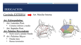 IRRIGACION
Carótida EXTERNA Art. Maxilar Interna
Art. Esfenopalatina:
- Art. Laterales Post.
• Cornetes inferior y medio
- Art. Septales Post.
Art. Palatina Descendente
• Suelo nasal y paladar blando
 Art. Palatina Mayor
• Paladar duro
• Ramas terminales
 