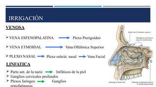 IRRIGACIÓN
VENOSA
VENA ESFENOPALATINA Plexo Pterigoideo
VENA ETMOIDAL Vena Oftálmica Superior
Plexo subcút. nasal Vena Facial
PLEXO NASAL
LINFATICA
 Parte ant. de la nariz linfáticos de la piel
 Ganglios cervicales profundos
 Plexos faríngeo Ganglios
 
