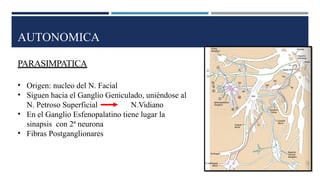 AUTONOMICA
PARASIMPATICA
• Origen: nucleo del N. Facial
• Siguen hacia el Ganglio Geniculado, uniéndose al
N. Petroso Superficial N.Vidiano
• En el Ganglio Esfenopalatino tiene lugar la
sinapsis con 2ª neurona
• Fibras Postganglionares
 