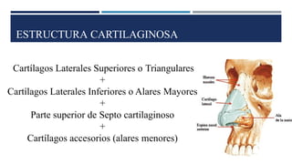 ESTRUCTURA CARTILAGINOSA
Cartílagos Laterales Superiores o Triangulares
+
Cartílagos Laterales Inferiores o Alares Mayores
+
Parte superior de Septo cartilaginoso
+
Cartílagos accesorios (alares menores)
 