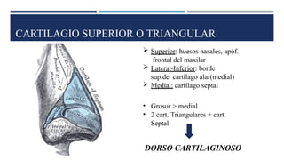 CARTILAGIO SUPERIOR O TRIANGULAR
 Superior: huesos nasales, apóf.
frontal del maxilar
 Lateral-Inferior: borde
sup.de cartílago alar(medial)
 Medial: cartílago septal
• Grosor > medial
• 2 cart. Triangulares + cart.
Septal
DORSO CARTILAGINOSO
 
