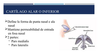 CARTÍLAGO ALAR O INFERIOR
Define la forma de punta nasal e ala
nasal
Mantiene permeabilidad de entrada
en fosa nasal
2 partes:
- Pars medialis
- Pars lateralis
 