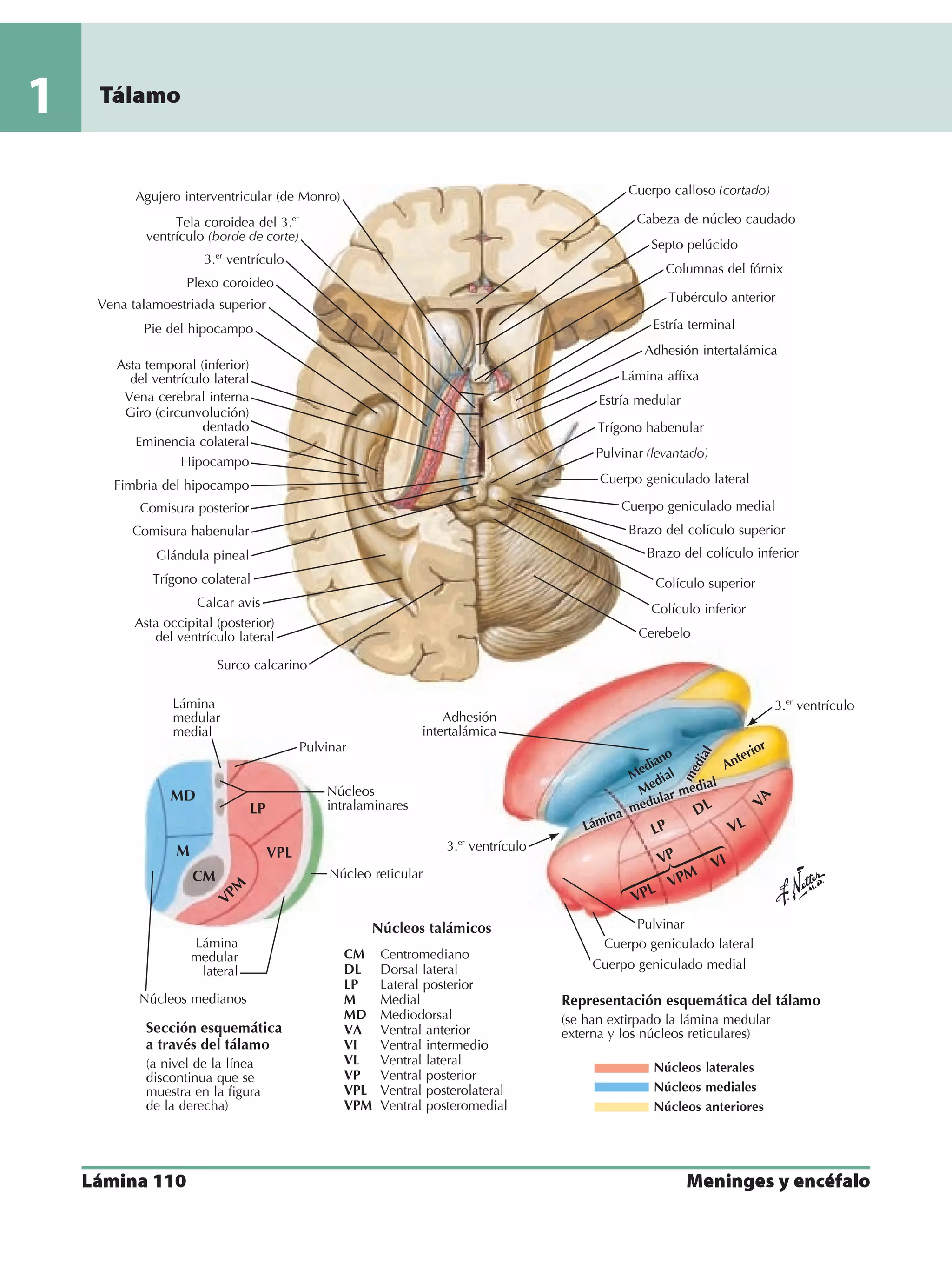 Homunculus Netter Anatomia - Netter.pdf