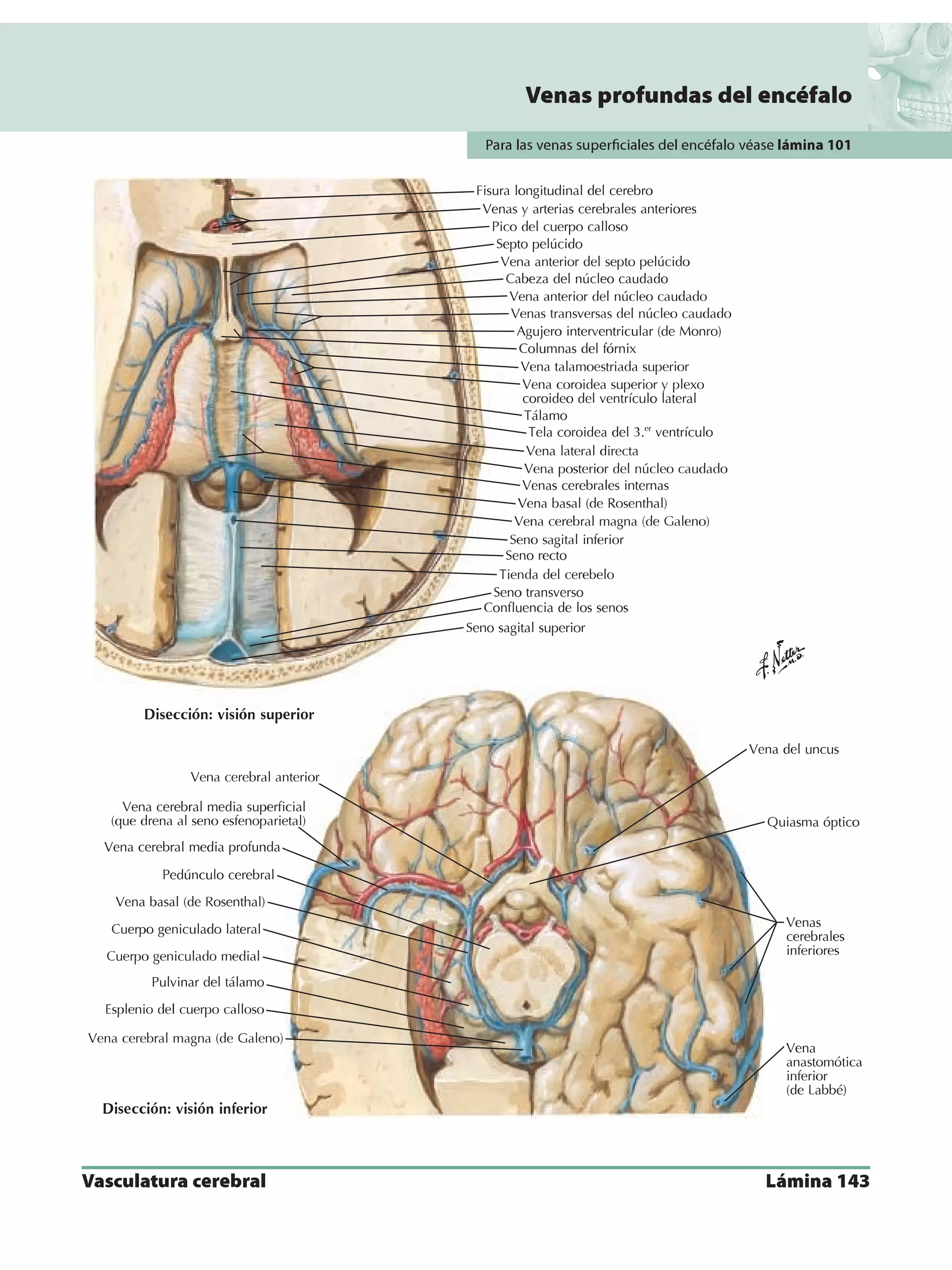 Anatomia - Netter.pdf