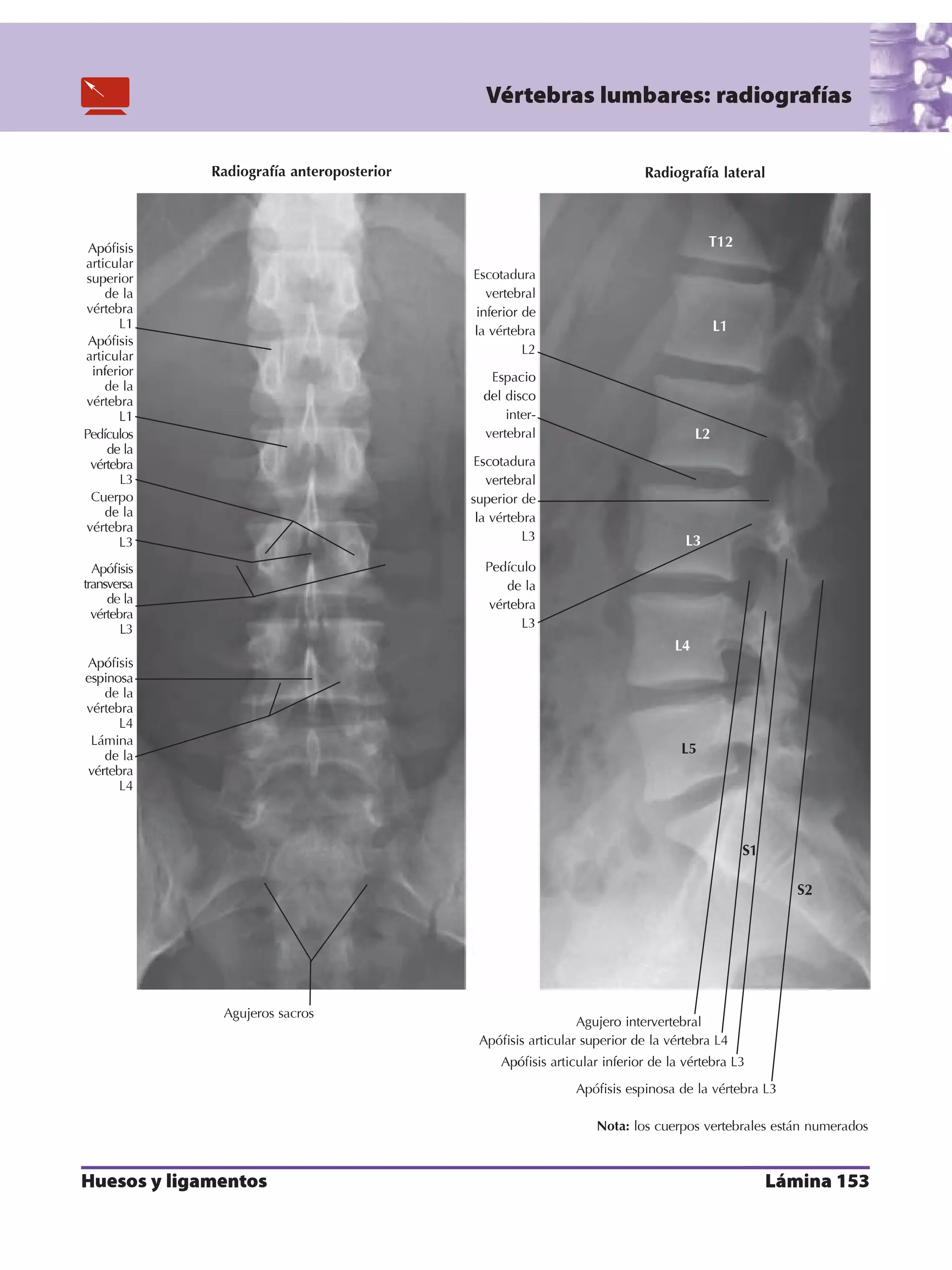 ANATOMIA PDF NETTER visual data 7