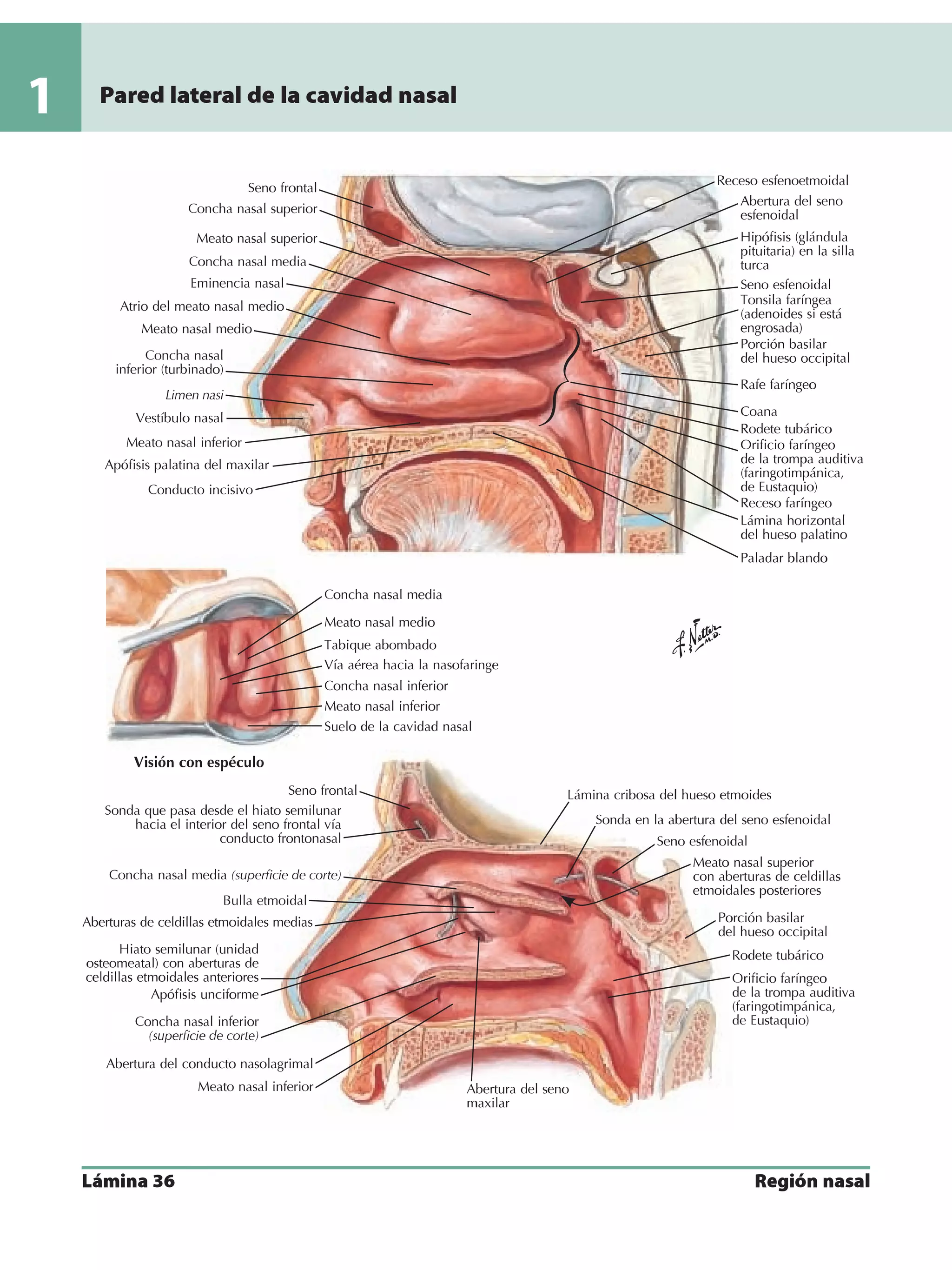 Anatomia - Netter.pdf