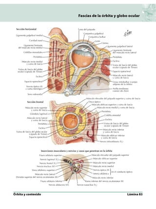 Anatomia - Netter.pdf