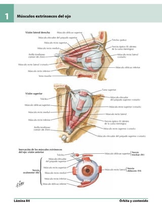 Anatomia - Netter.pdf