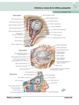 Anatomia - Netter.pdf