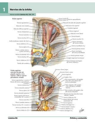 Anatomia - Netter.pdf
