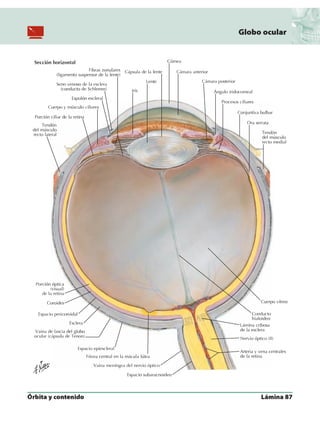 Anatomia - Netter.pdf