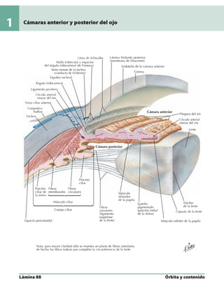 Anatomia - Netter.pdf