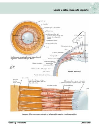 Anatomia - Netter.pdf