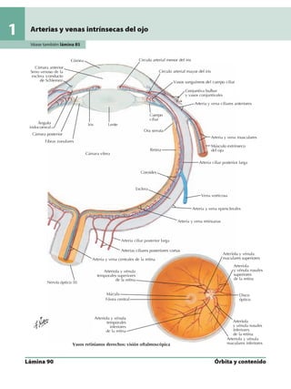 Anatomia - Netter.pdf