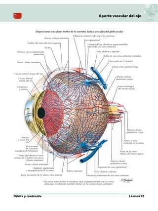 Anatomia - Netter.pdf