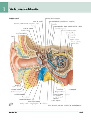 Anatomia - Netter.pdf