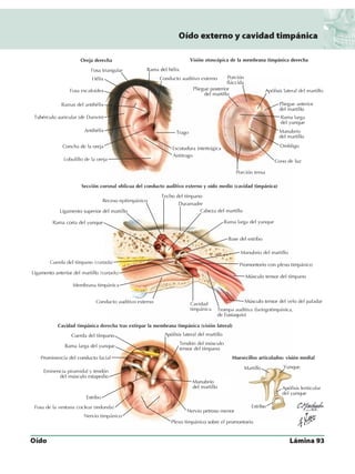 Anatomia - Netter.pdf