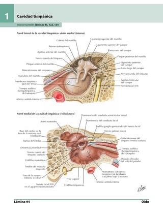 Anatomia - Netter.pdf