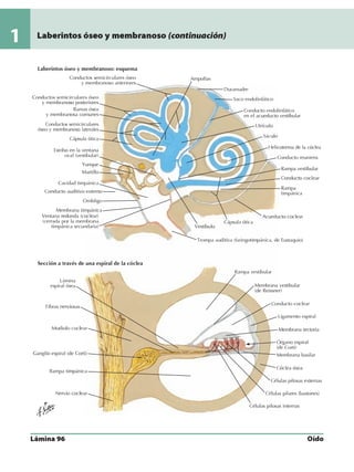 Anatomia - Netter.pdf