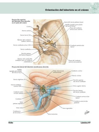 Anatomia - Netter.pdf