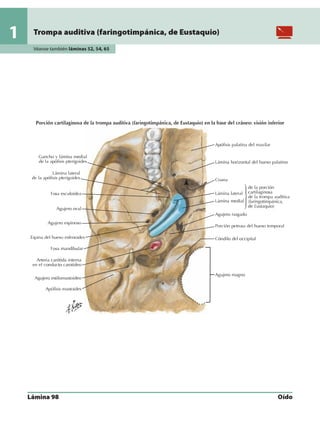 Anatomia - Netter.pdf