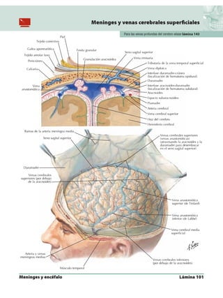 Anatomia - Netter.pdf