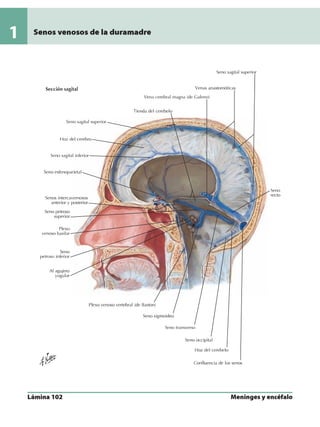 Anatomia - Netter.pdf