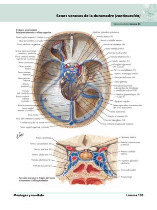 Anatomia - Netter.pdf