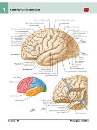Anatomia - Netter.pdf
