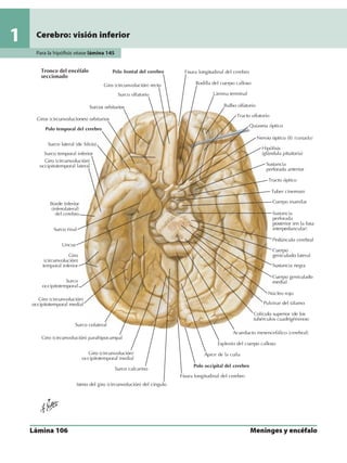 Anatomia - Netter.pdf