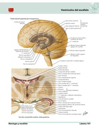 Anatomia - Netter.pdf