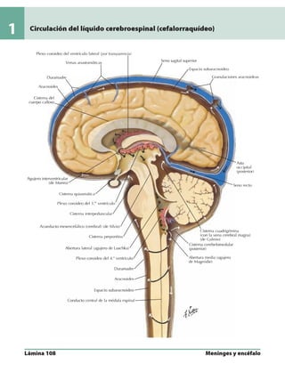 Anatomia - Netter.pdf